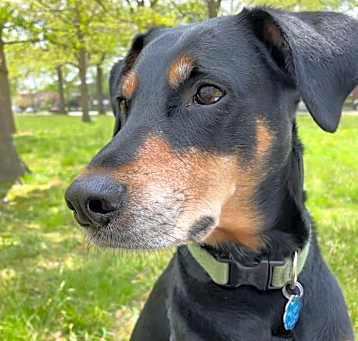 Photo of Archie