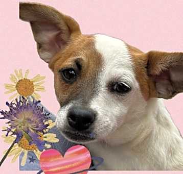 Photo of Blanca