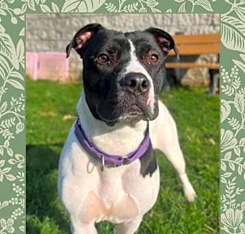 Photo of Sage