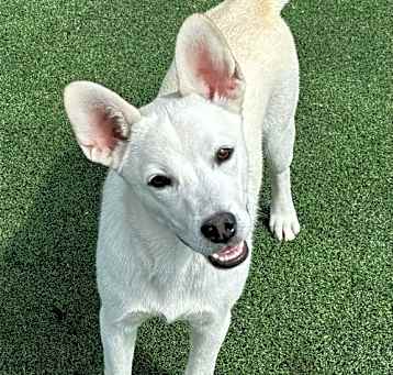 Photo of Sugar