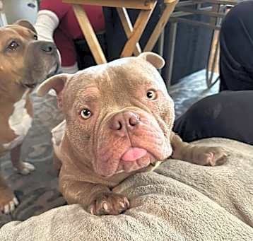 Photo of Meatball