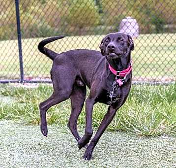 Photo of Diesel
