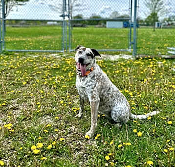 Photo of Suki