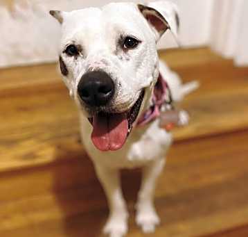 Photo of Ophelia *DEAF*