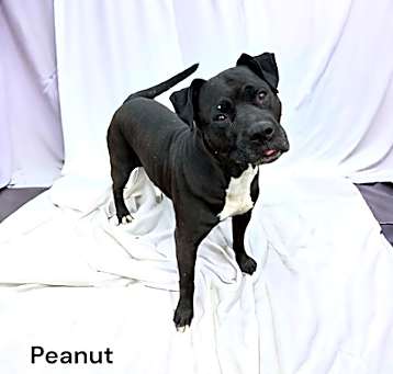 Photo of Peanut