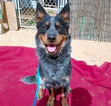 Photo of Ranger