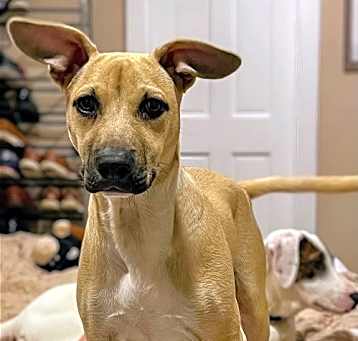 Photo of Pong Lonestar