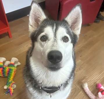 Photo of Sofi