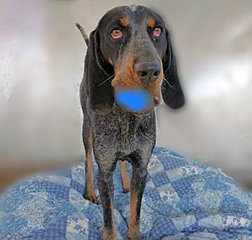 Photo of Belle & her blue ball in mouth-  **