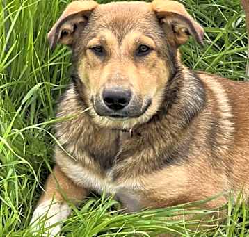Photo of Bandit