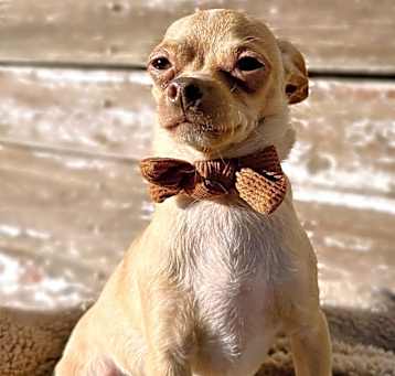 Photo of Gilligan aka Gil (Bonded to Ike and they MUST to go together)