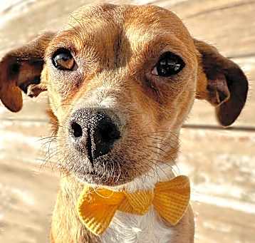 Photo of Ike (Bonded to Gilligan & they MUST go together)