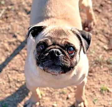 Photo of Vi aka Puglet