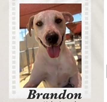 Photo of Brandon
