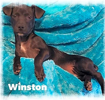 Photo of Winston