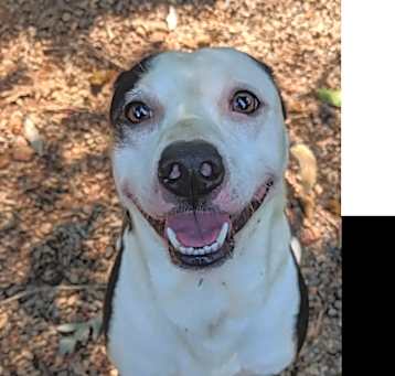 Photo of Deacon