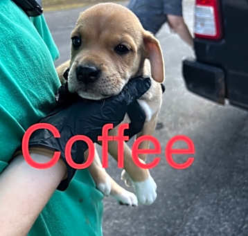 Photo of Coffee - (Gracie's pup #6)