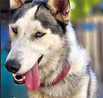 Photo of Kira