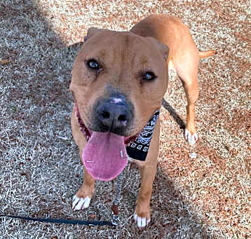 Photo of Tucker