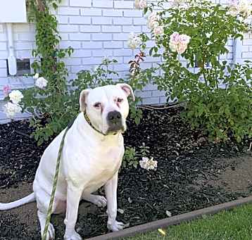 Photo of Ivy