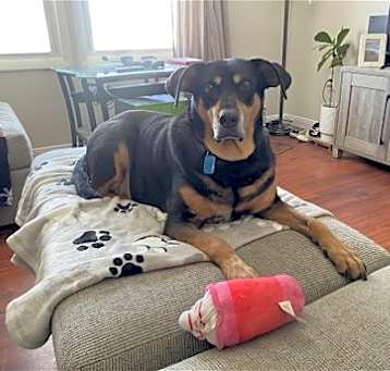 Photo of RUSTY (BONDED w/TANK)(COURTESY POST)