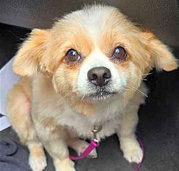 Photo of Sadie
