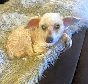 Photo of Bandit