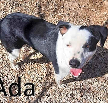 Photo of Ada