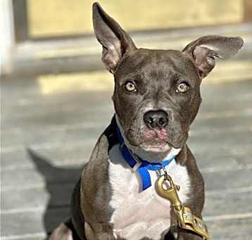 Photo of Porter