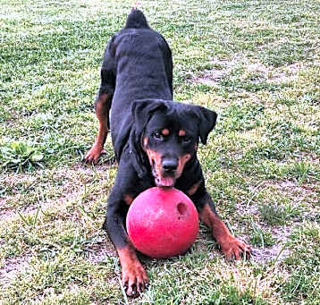 Photo of Onyx