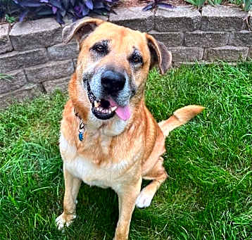 Photo of Luke - ADOPTED!!