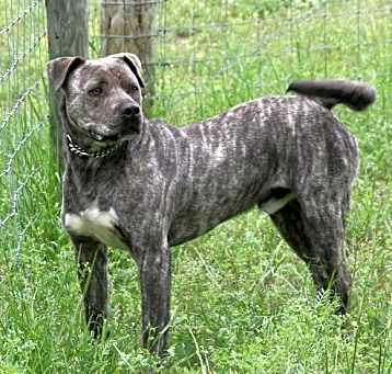 Photo of Starsky