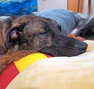 Photo of Apollo