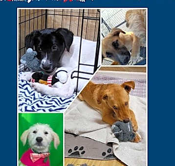 Photo of Dogs need homes
