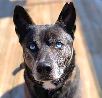 Photo of Roxy
