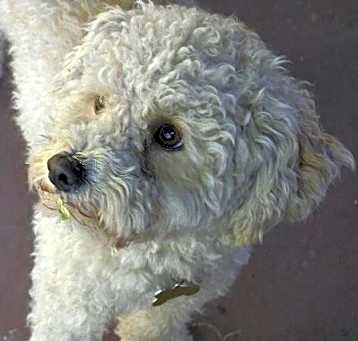 Photo of Charlie (two)