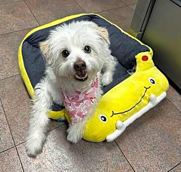Photo of BANDIT