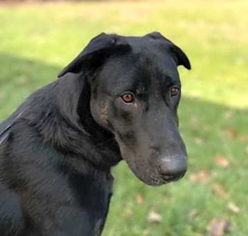 Photo of Molly