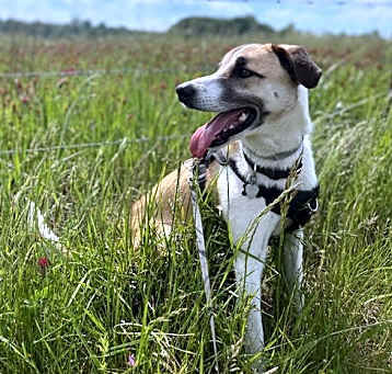 Photo of Odin