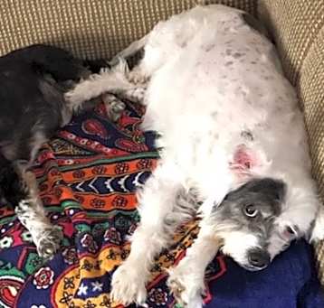 Photo of Charlie & Patches BONDED