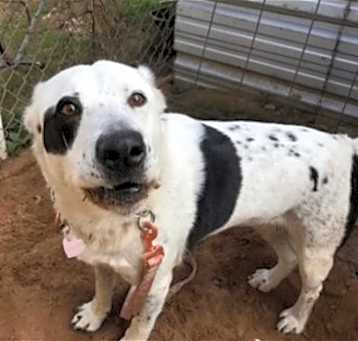 Photo of Dora