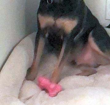 Photo of Bingo