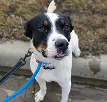Photo of Pongo