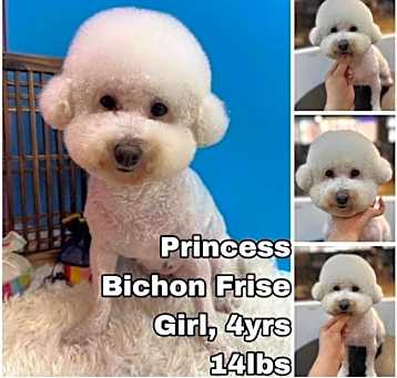 Photo of Princess from Korea