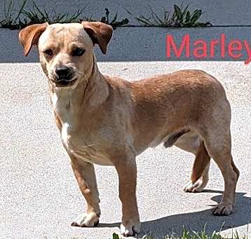 Photo of Marley