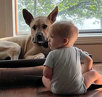 Photo of Milli*$100 fee ALL DOGS
