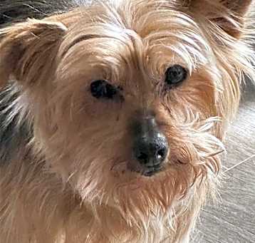 Photo of Penny