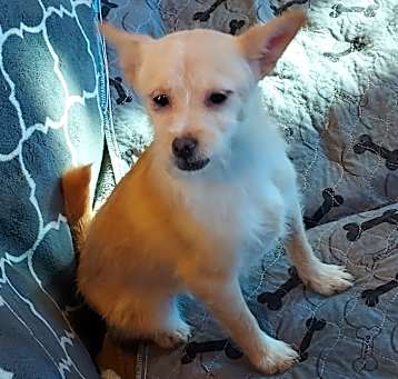 Photo of Snickerdoodle