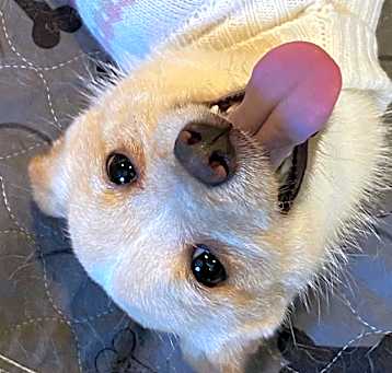 Photo of Shortbread