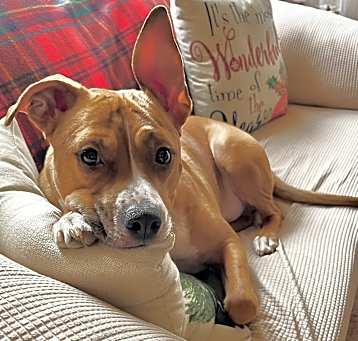 Photo of Cooper